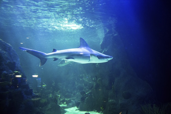 Grey Reef Shark