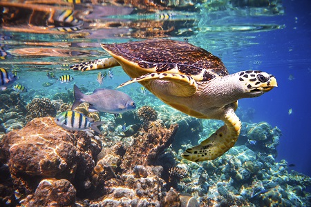 Maldives Sea Turtle