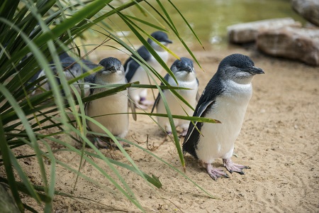 Philip Island Penguin Parade