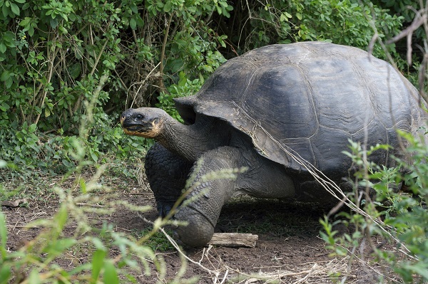Galapagos Tortoises