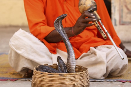Snake Charmer