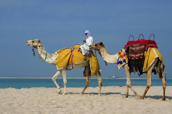 Camels In Dubai