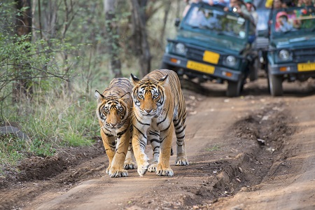 Tiger Safari