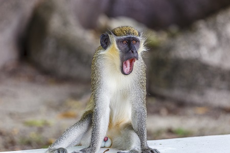 Barbados Monkey