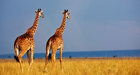 Giraffes Masai Mara