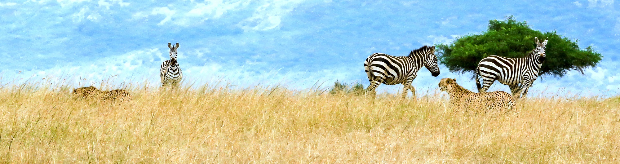 A Wild Welcome In Kenya