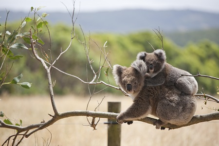 Koalas