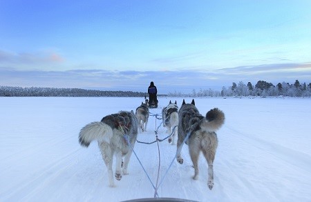 Husky Sled Lapland