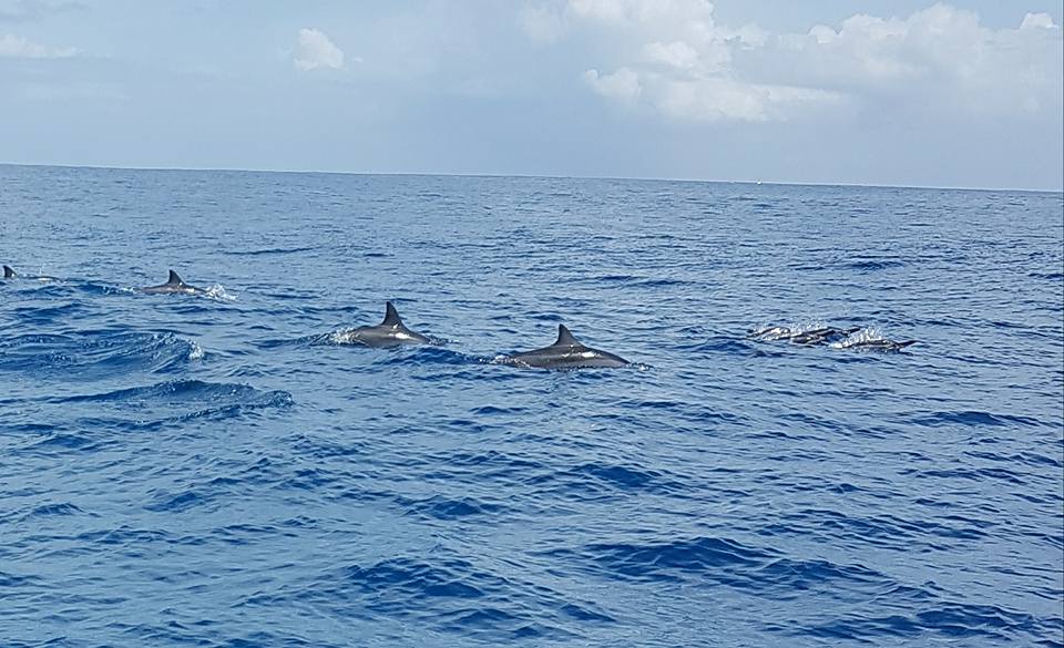 Dolphins Mauritius