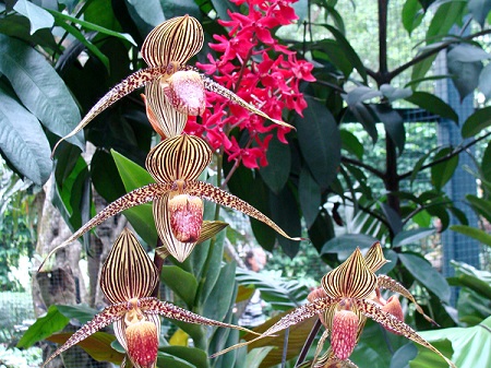 Singapore Orchids
