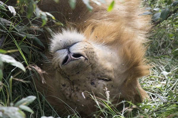 Lion Kenya Elodie