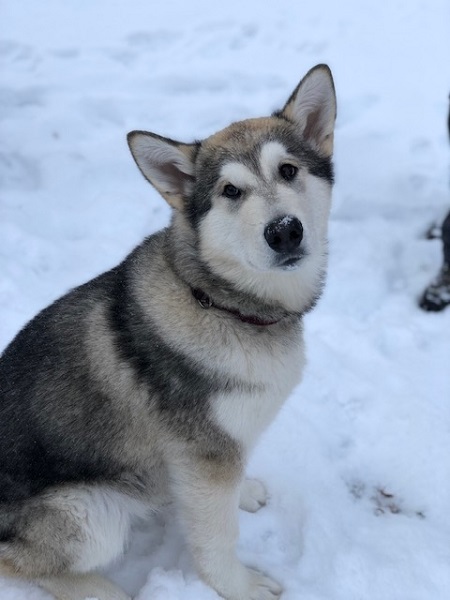 Odin The Husky