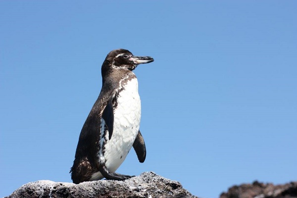 Galapagos Penguin