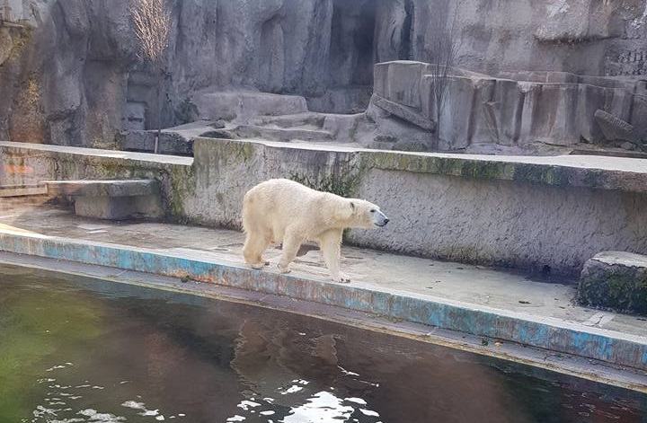 Polar Bear