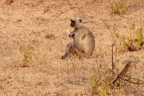 Ramthambore Monkey