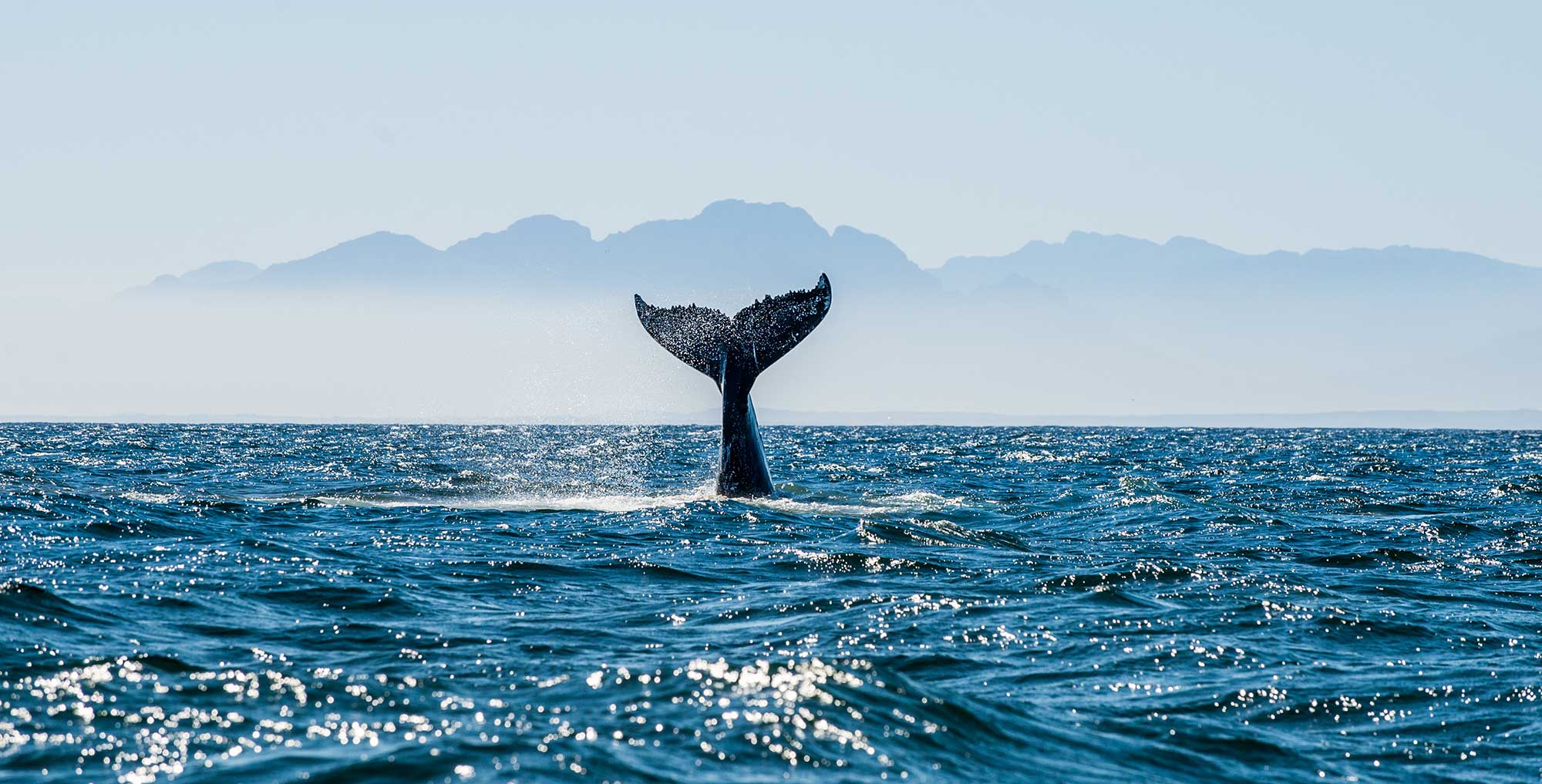 Fred. Olsen Cruise Lines Guests Make Nearly 3,500 Marine Wildlife Sightings in 2023