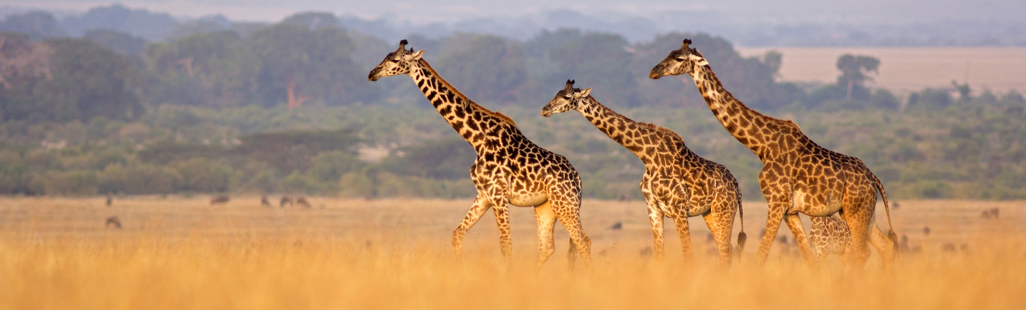 A Safari Experience With Somak