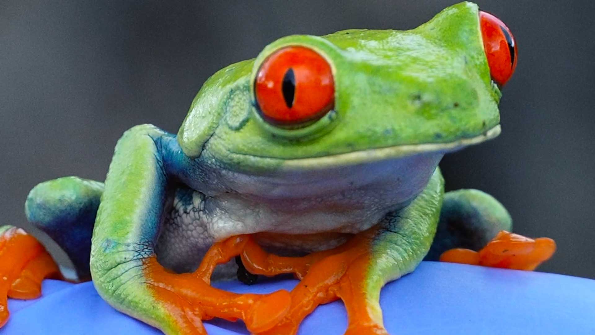 Biology & Wildlife in hydropower projects – Case Study