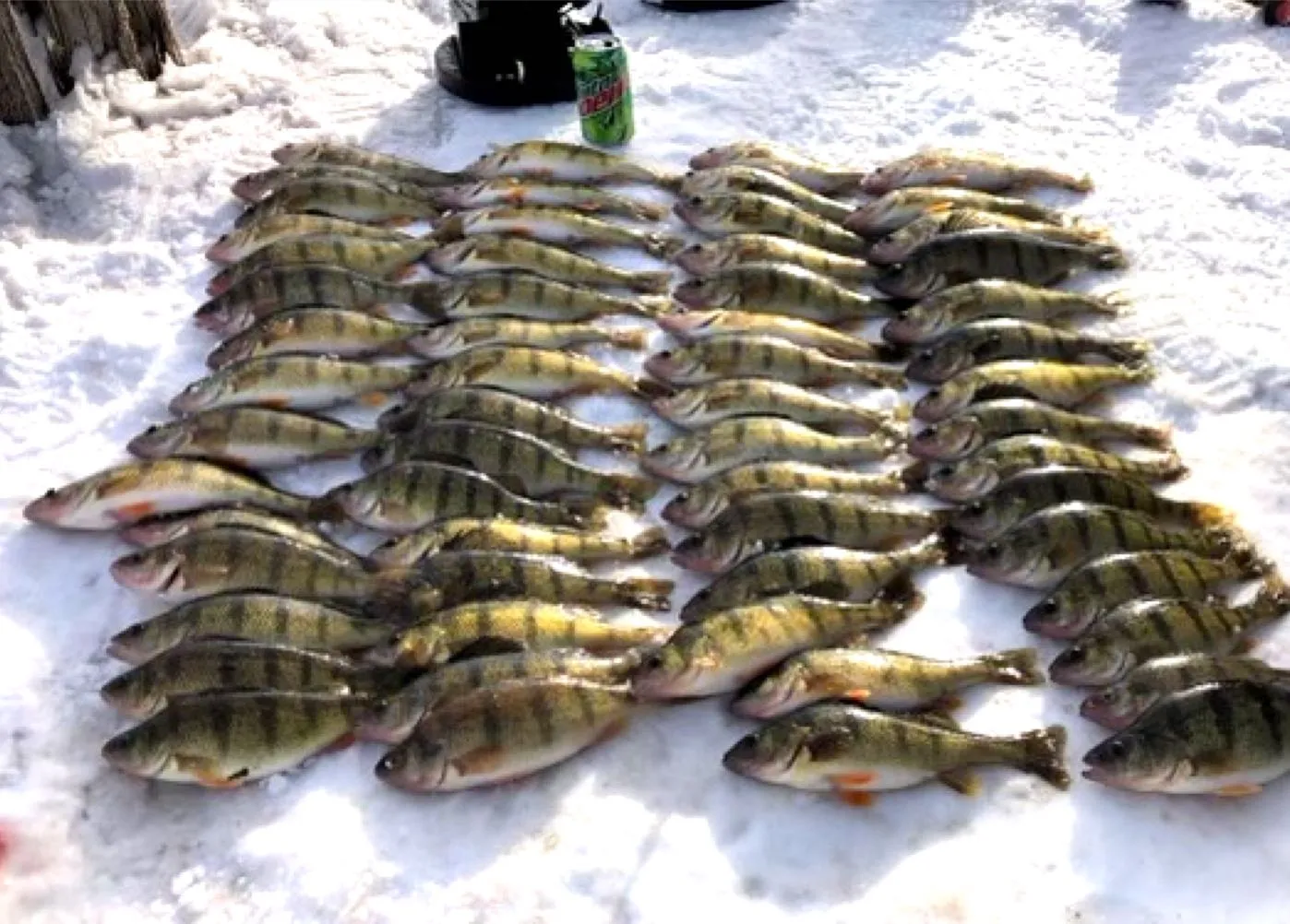 perch lined up on ice