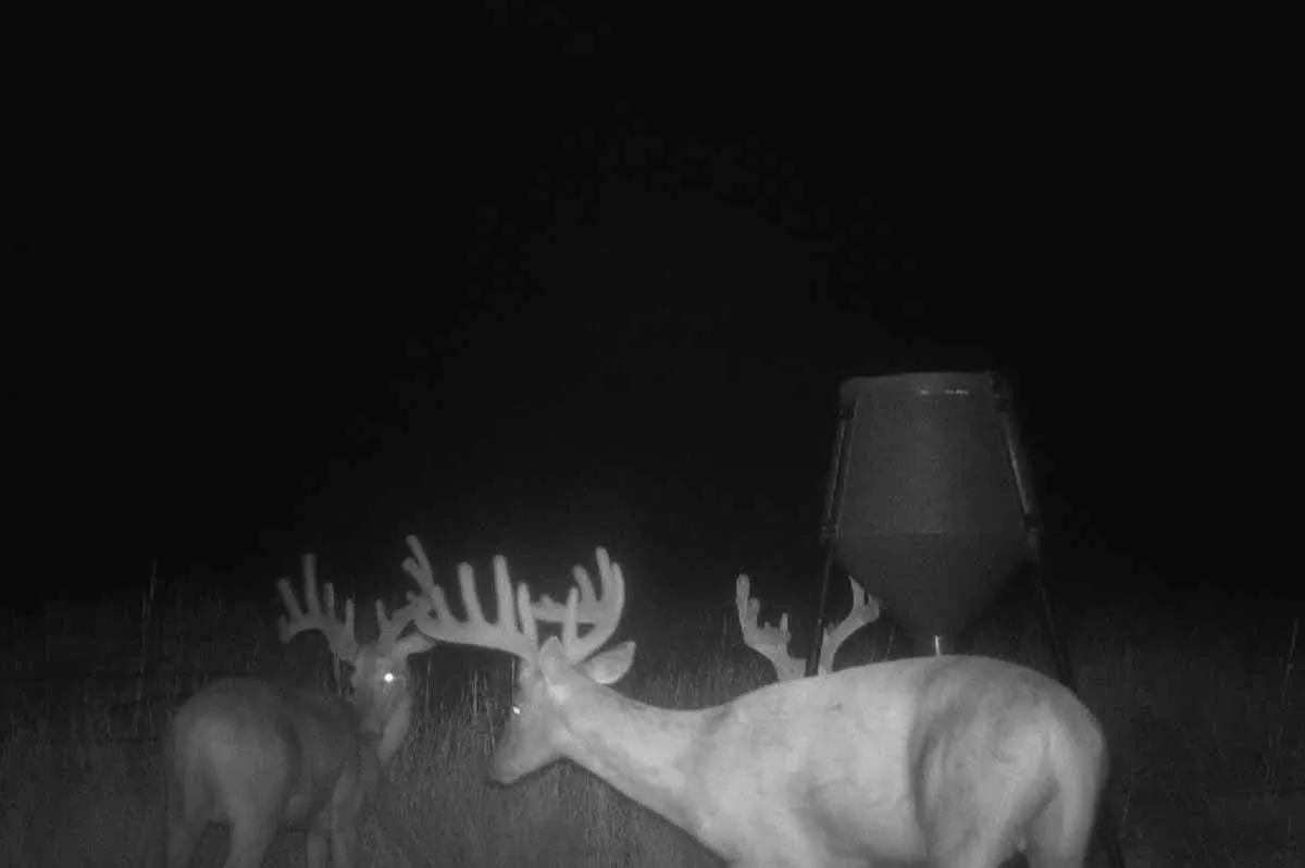 large bucks on trail cam