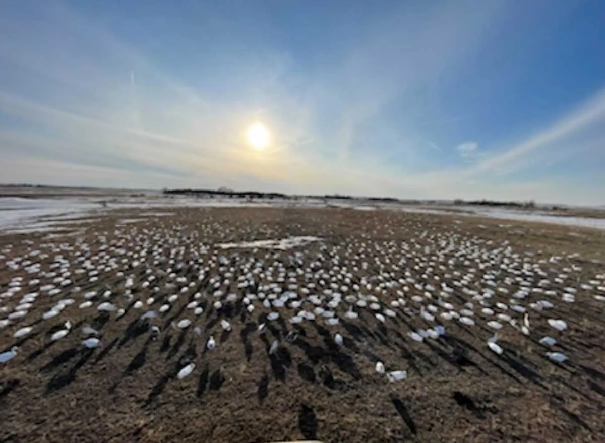 flock of snow geese in field