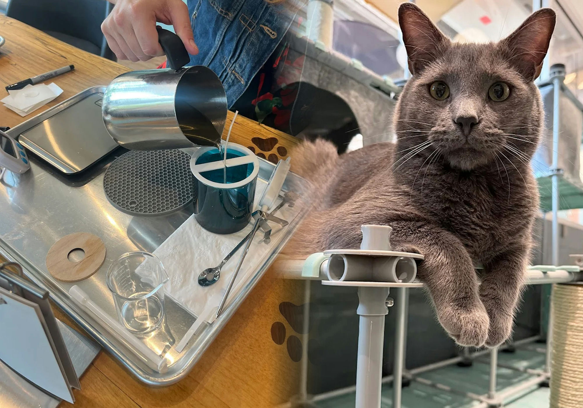 The Only Place in the World Where You Can Pour a Candle and Pet a Kitten