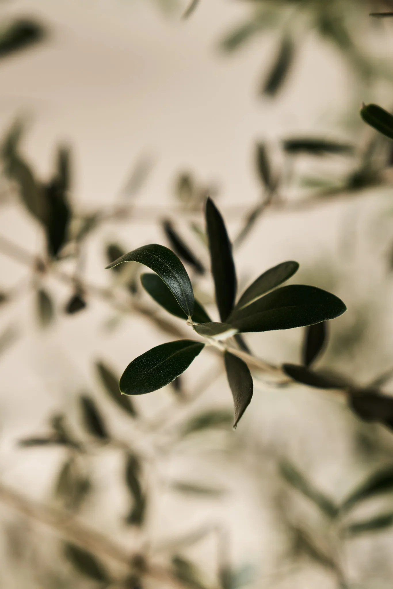 Close-up of dark green olive leaves on slender branches with a blurred neutral background.