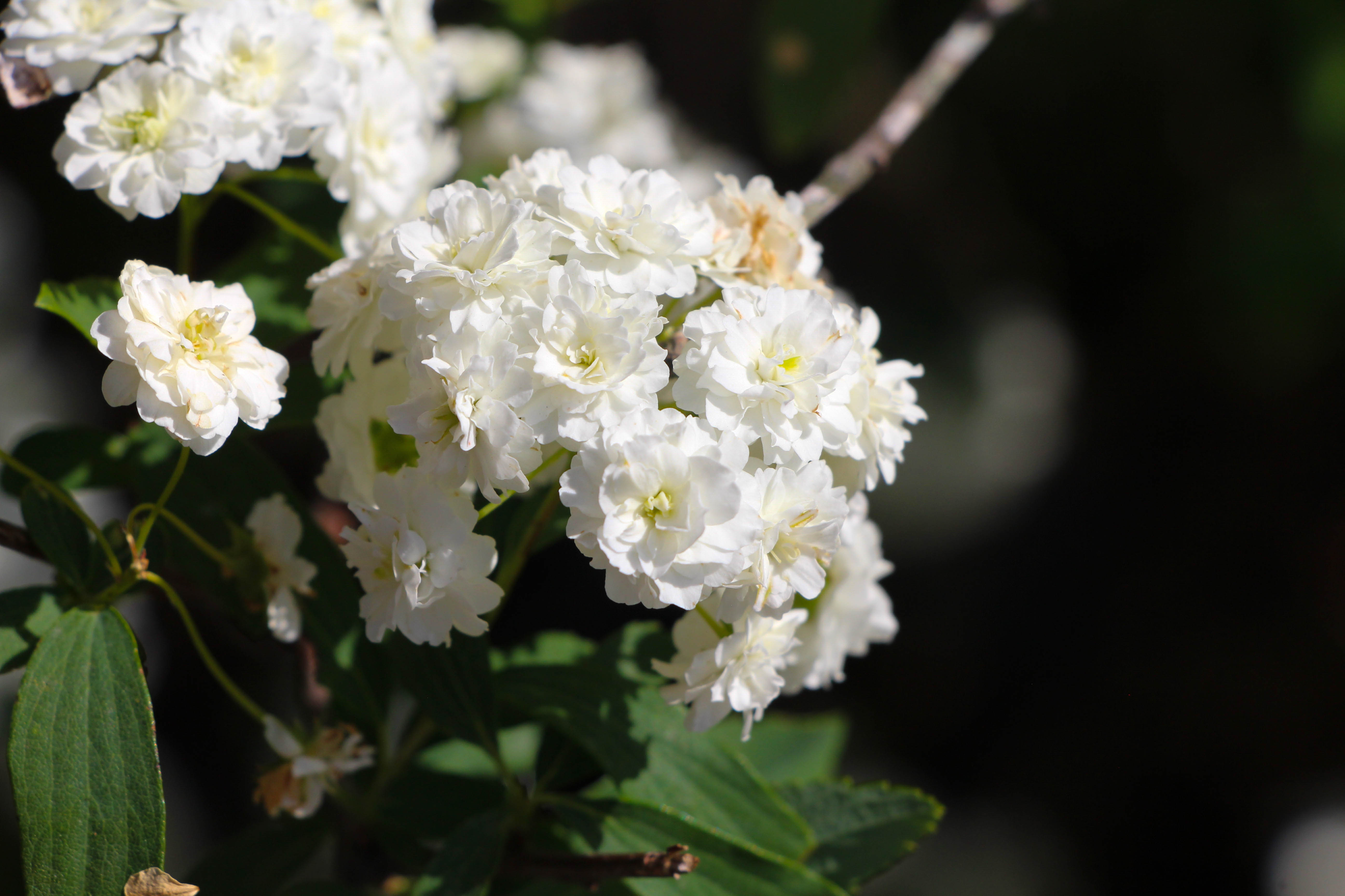 image of white flowers