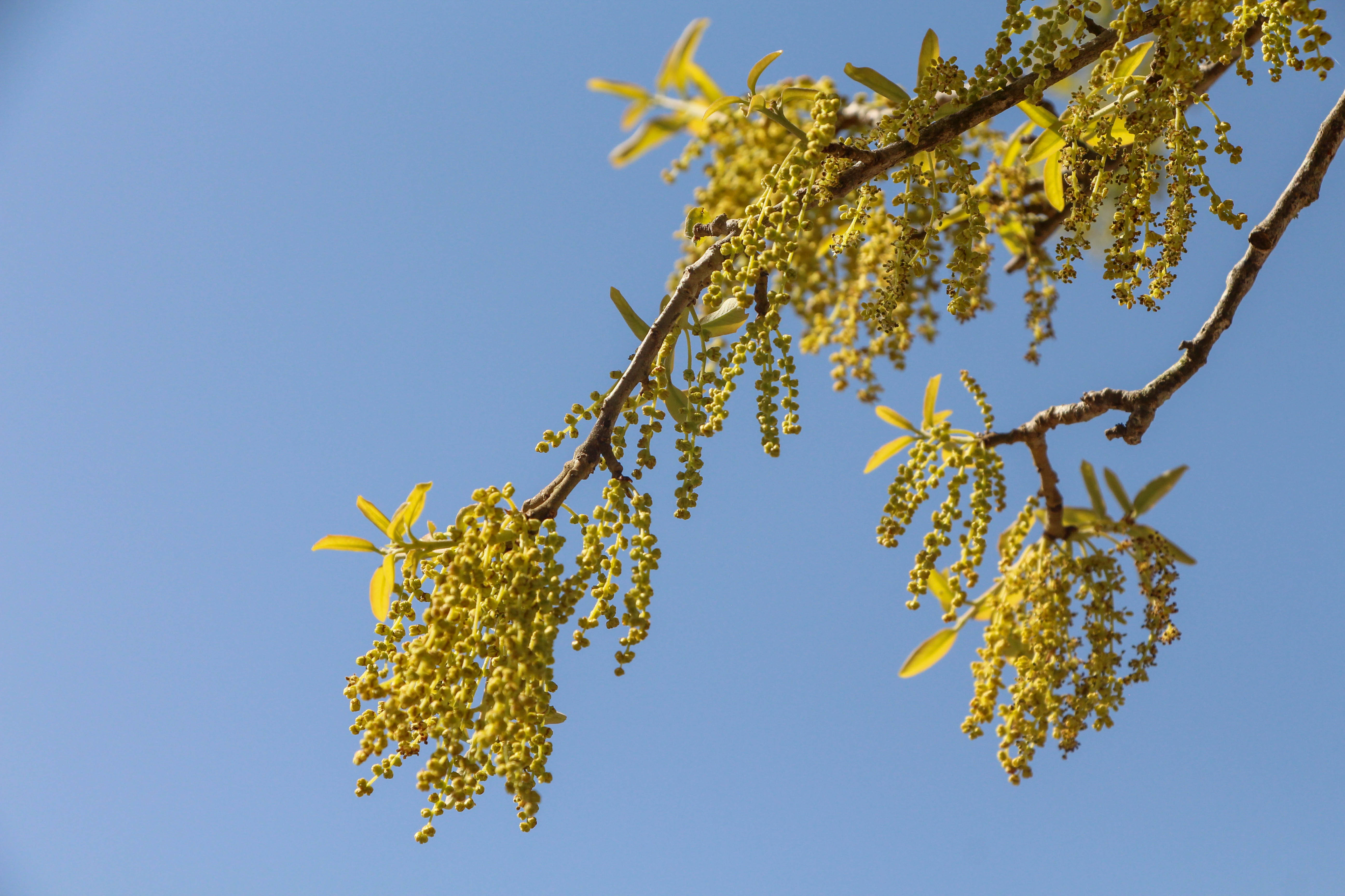 tree branch with budding fruit