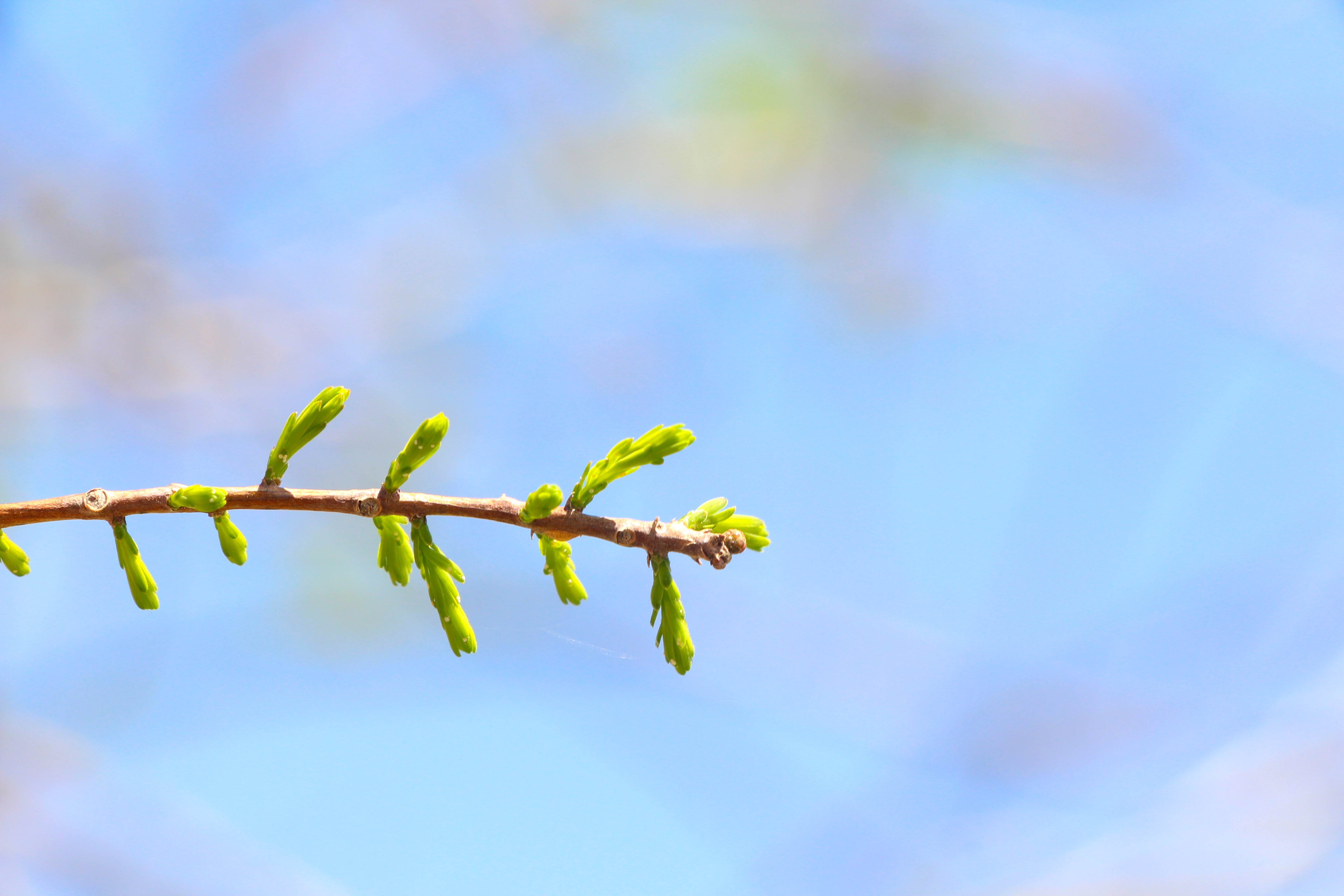 macro image of budding plant