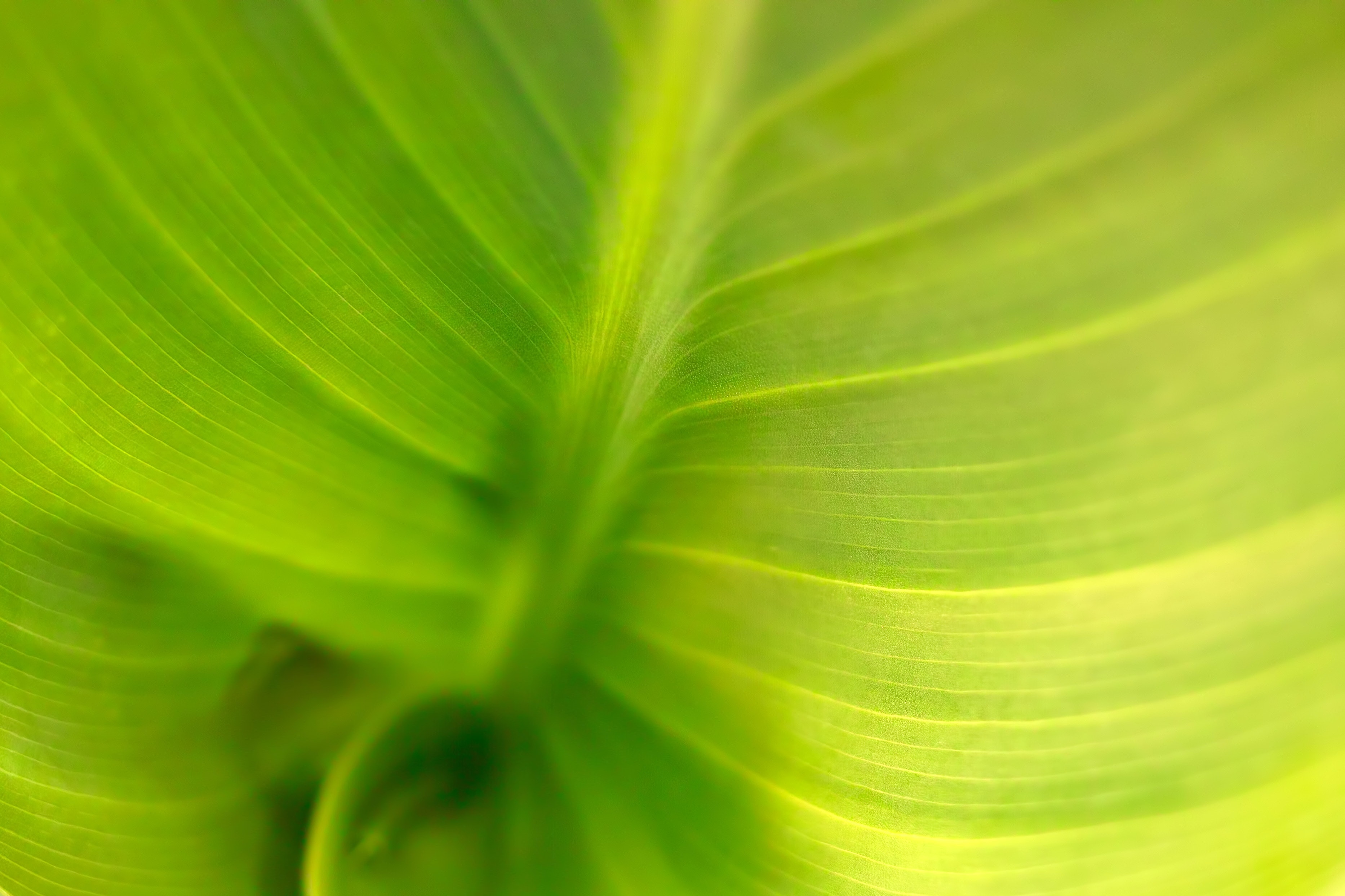 zoomed in image of a leaf