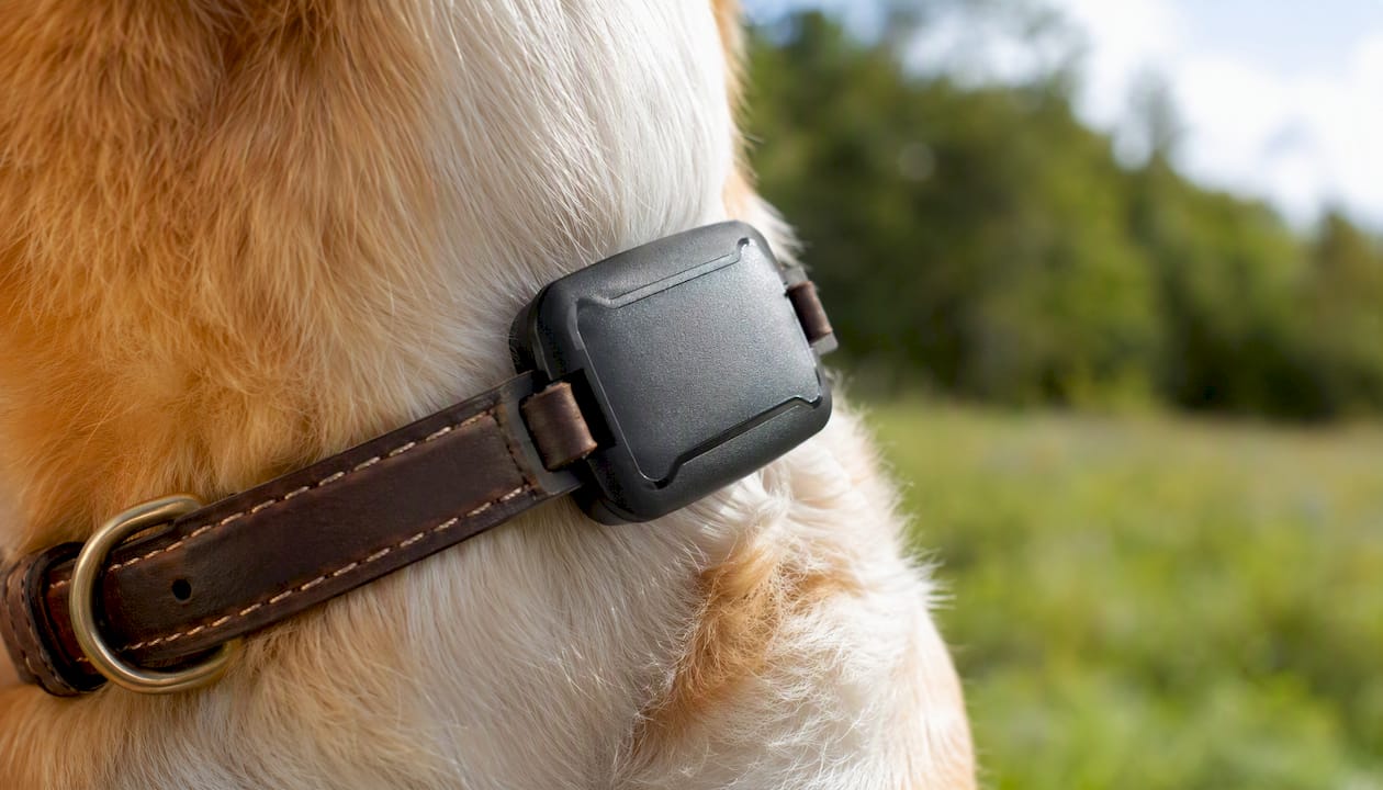 Gros plan sur un collier pour chien équipé d’un traceur GPS étanche