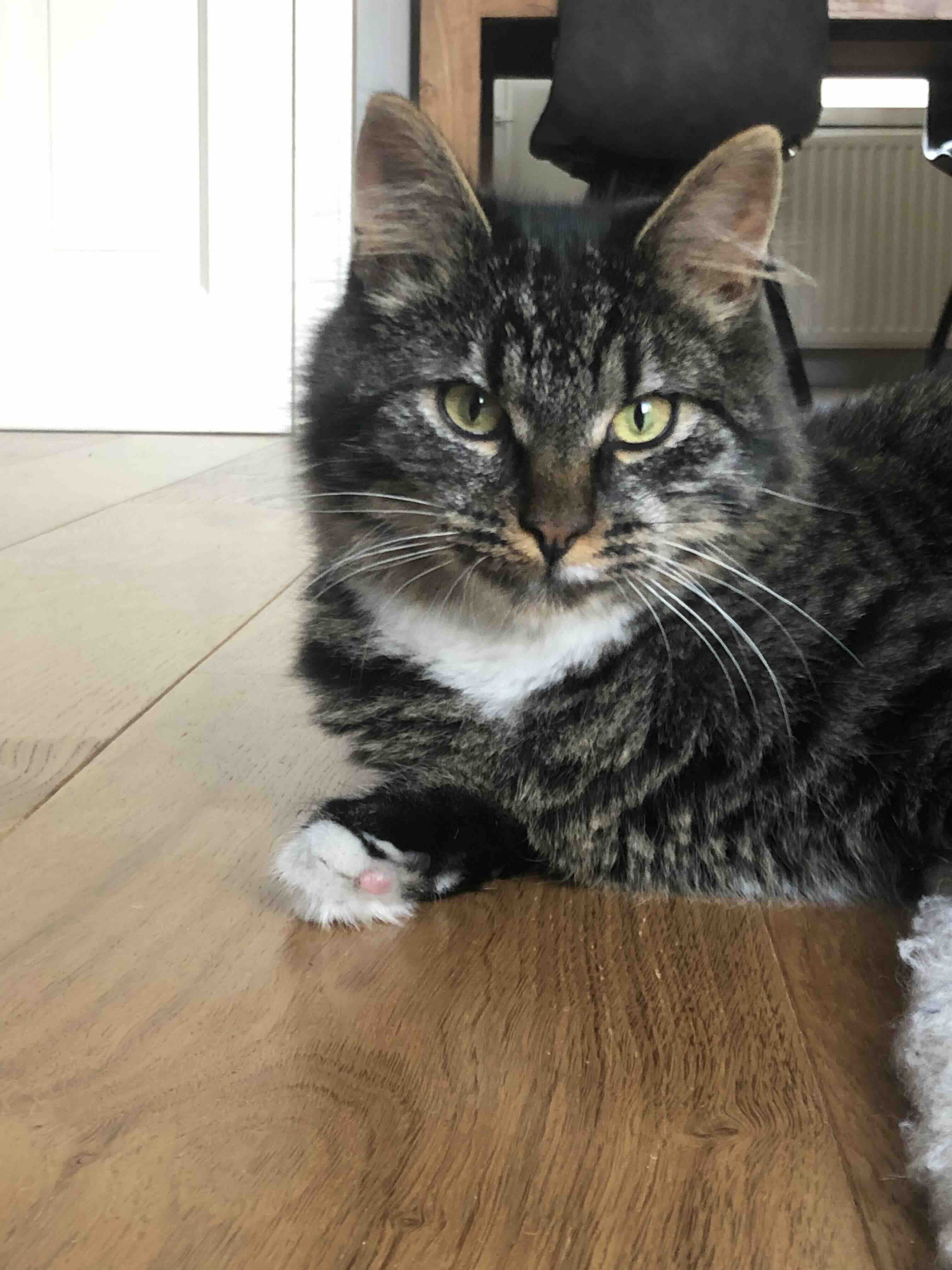 Kater Bowie