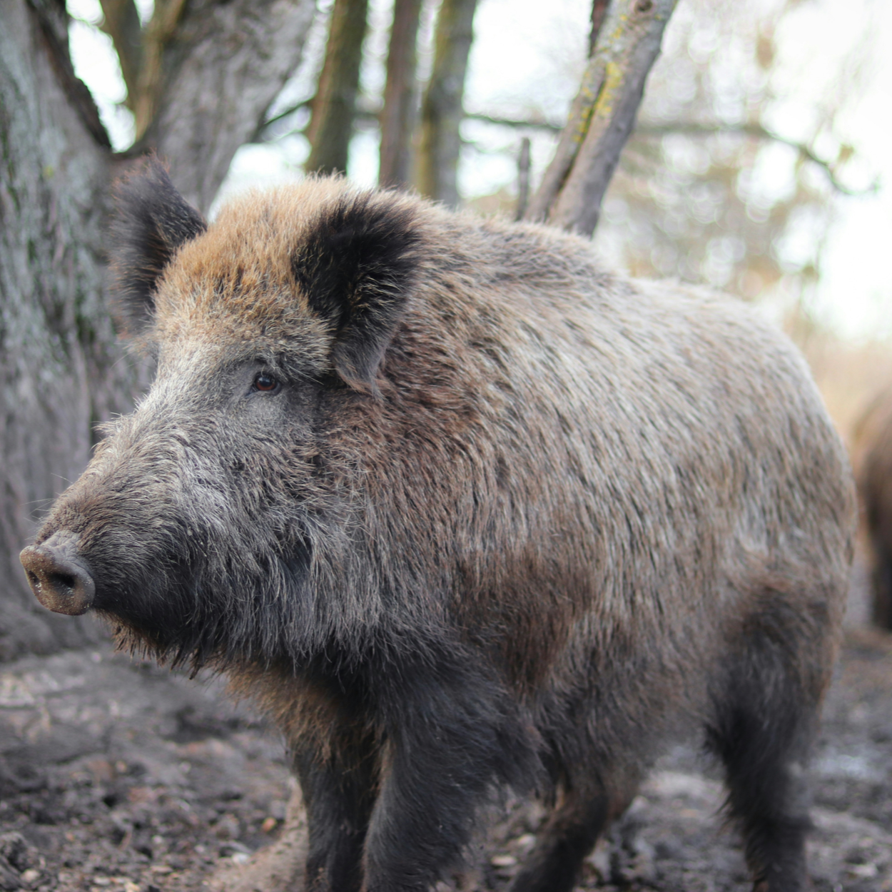 A Guenoc Wine Dinner, A Wild Boar and Oh my God, that's Mr. Johnson!