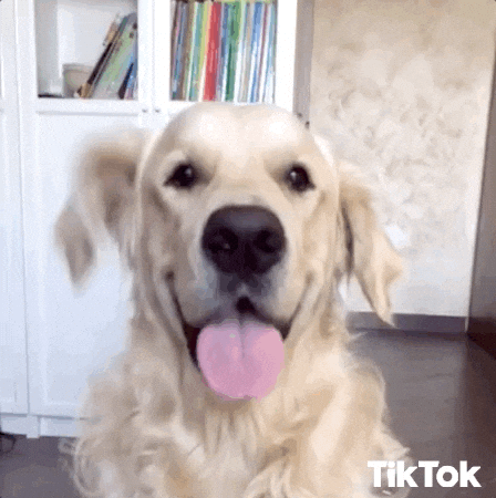 A golden retriever sits eagerly with its tongue out, looking at the camera. The background features shelves with books and a light-coloured wall.