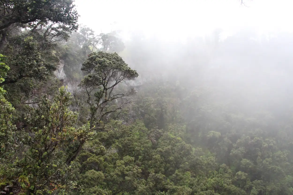 Beautiful ʻōhiʻa forest in the Puna District of Hawaiʻi Island. Photo: J.B. Friday, University of Hawaiʻi at Mānoa. 