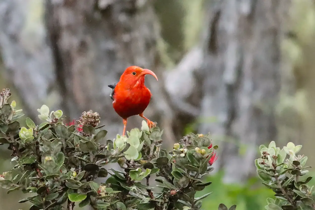 The threatened iʻiwi Hawaiian honeycreeper (Drepanis coccinea) that relies on ʻōhiʻa for nectar and serves as a primary pollinator