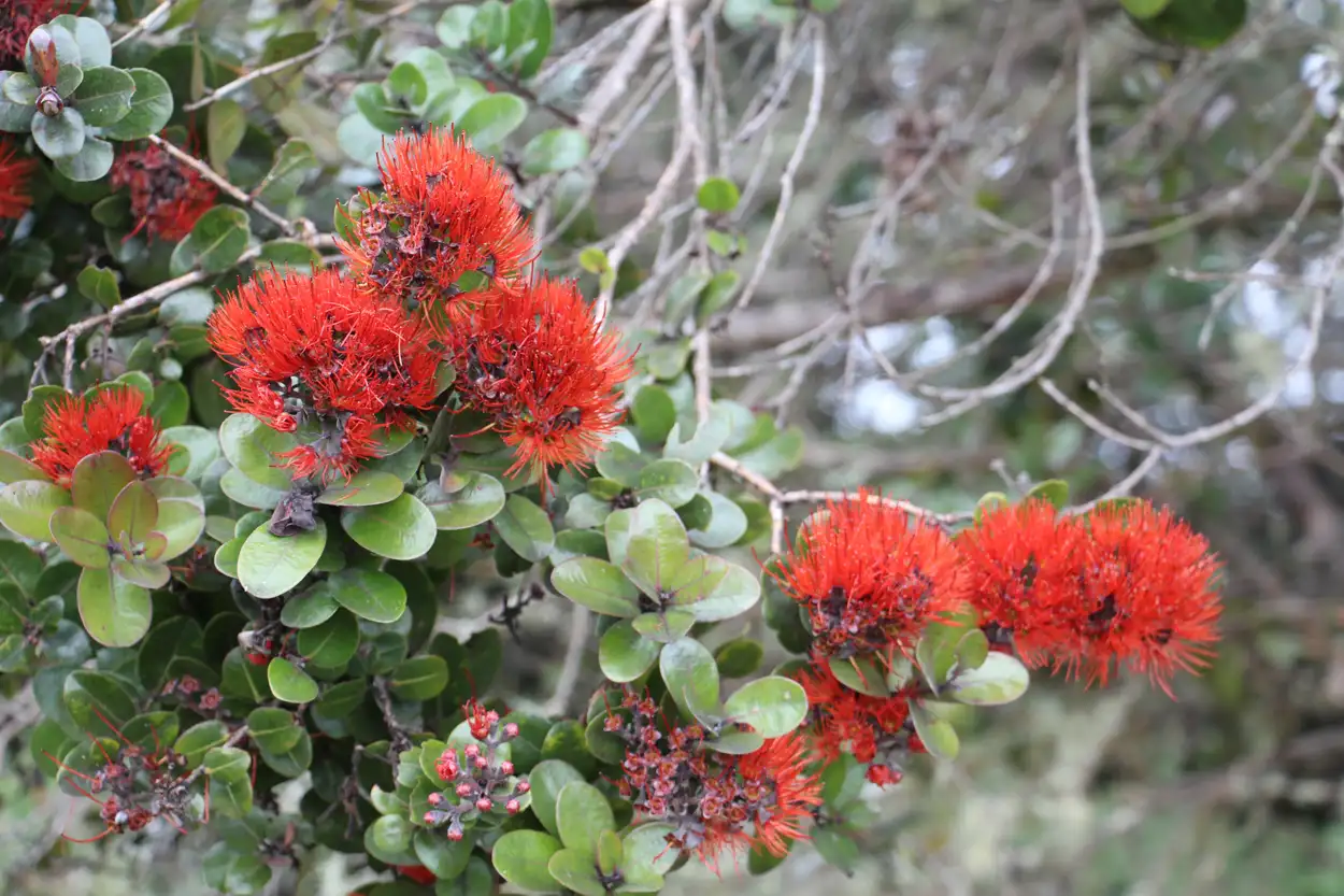 Iconic red flowers (lehua) of an ʻōhiʻa in full bloom. Photo: J.B. Friday, University of Hawaiʻi at Mānoa.