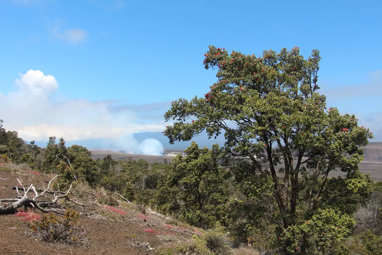 Rugged ʻōhiʻa tree near the Kīleaua caldera of Hawaiʻi Volcanoes National Park, Hawaiʻi