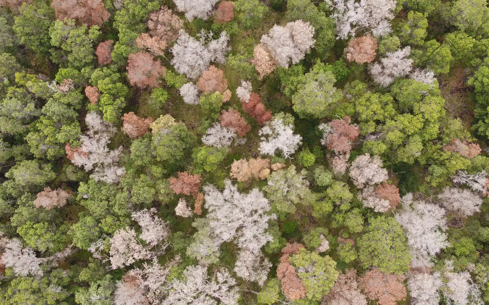 ROD affected forest in the Ka‘u District of Hawaiʻi Island. The canopy of dead ohia trees turns from dark brown/red to light brown as they dry out and fall off the tree. Photo: Ryan Perroy, University of Hawaʻii at Hilo.
