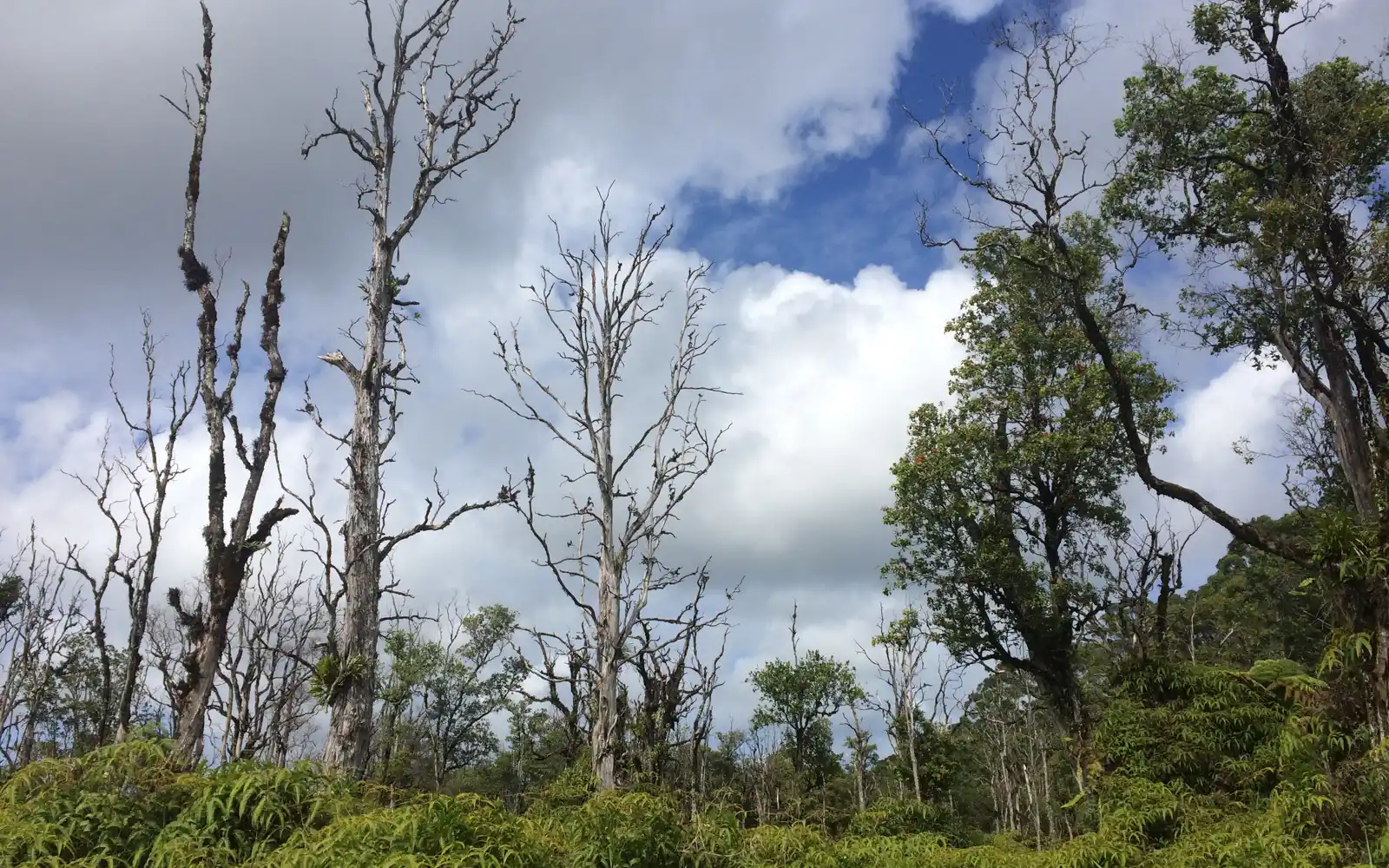 Severely impacted ʻōhiʻa-dominated forest in Hilo, Hawaiʻi Island. Dead and decaying ʻōhiʻa on the left, with apparently healthy trees on the right. Are they resistant to ROD?  Photo: J.B. Friday, University of Hawaiʻi at Mānoa.