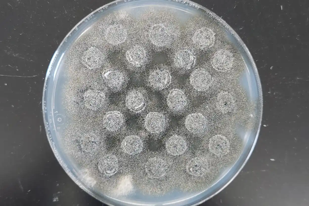 C. lukuohia-colonized filter paper circles used to inoculate ʻōhiʻa seedlings in our greenhouse disease resistance screening trials.