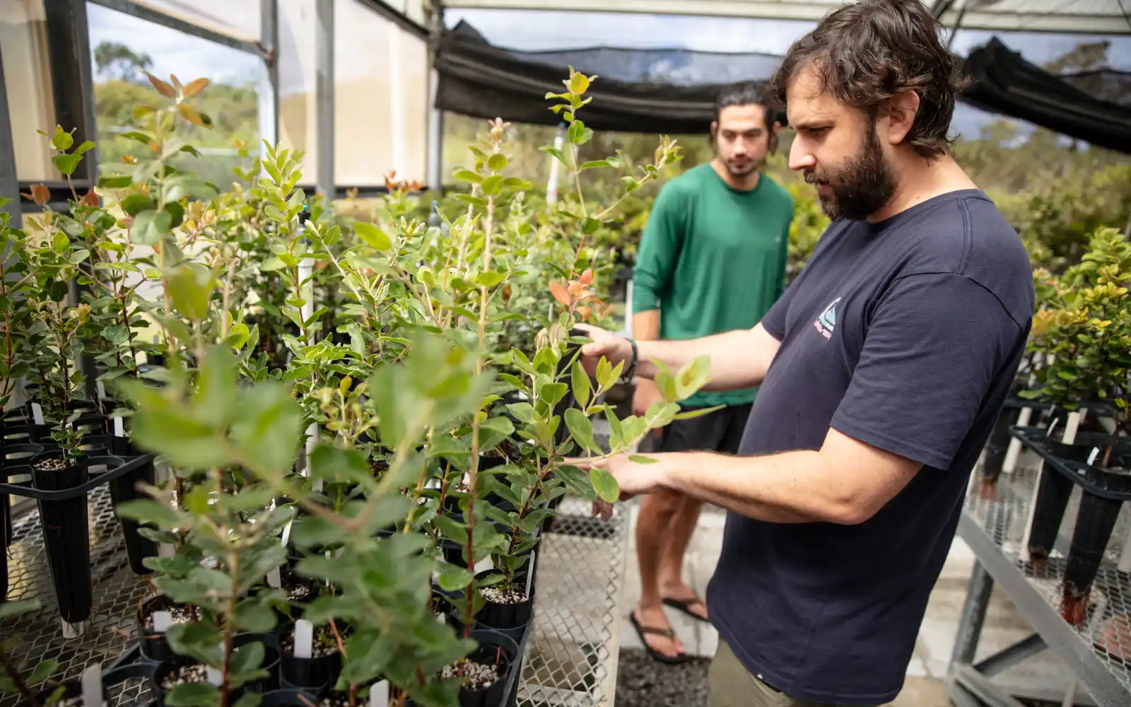 ʻŌhiʻa Disease Resistance Program scientists evaluating ʻōhiʻa seedling selections