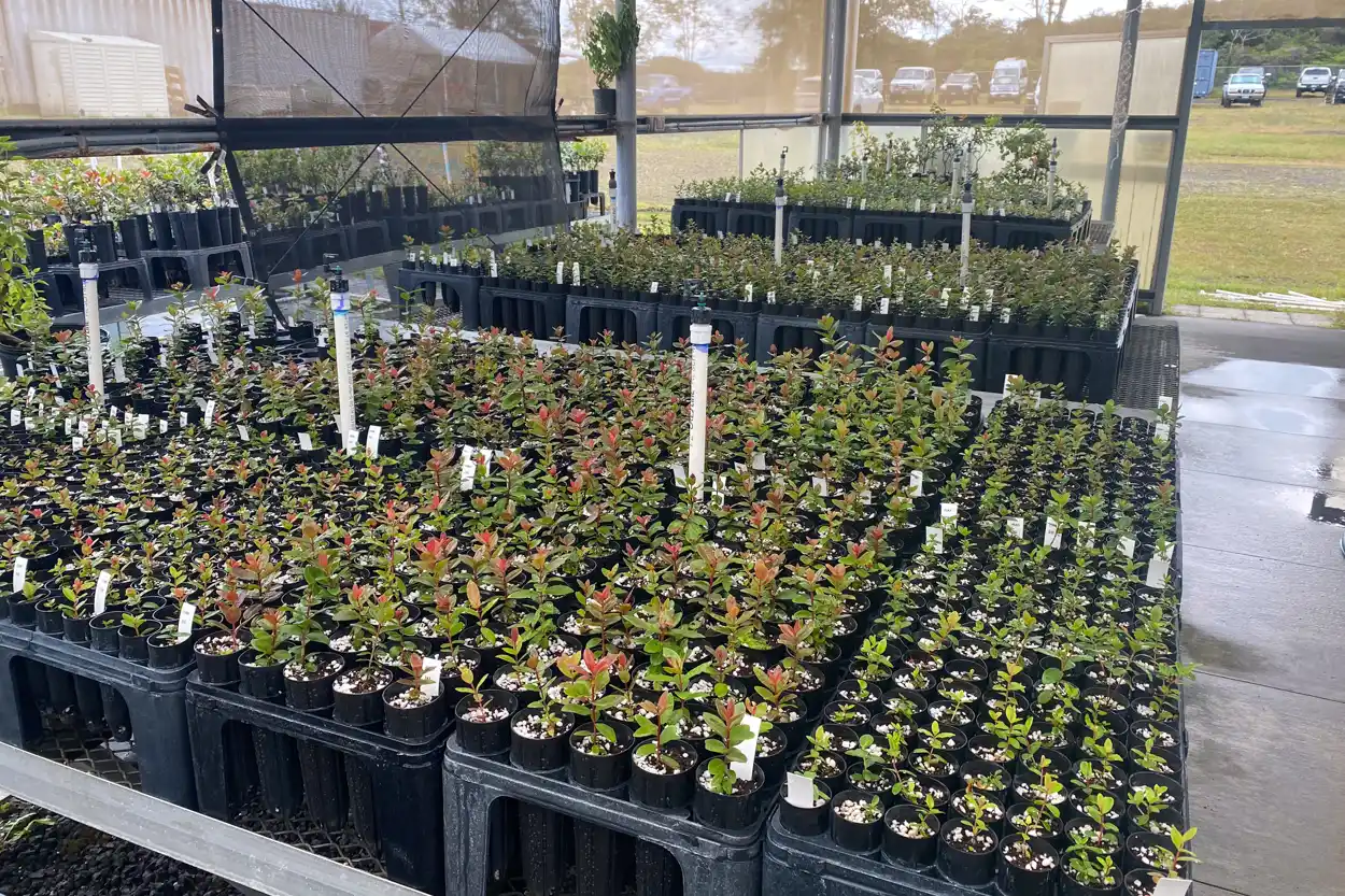 Young ʻōhiʻa seedlings growing in our Hilo greenhouse for resistance screening in the future.  It takes about 2-years to be ready for screening