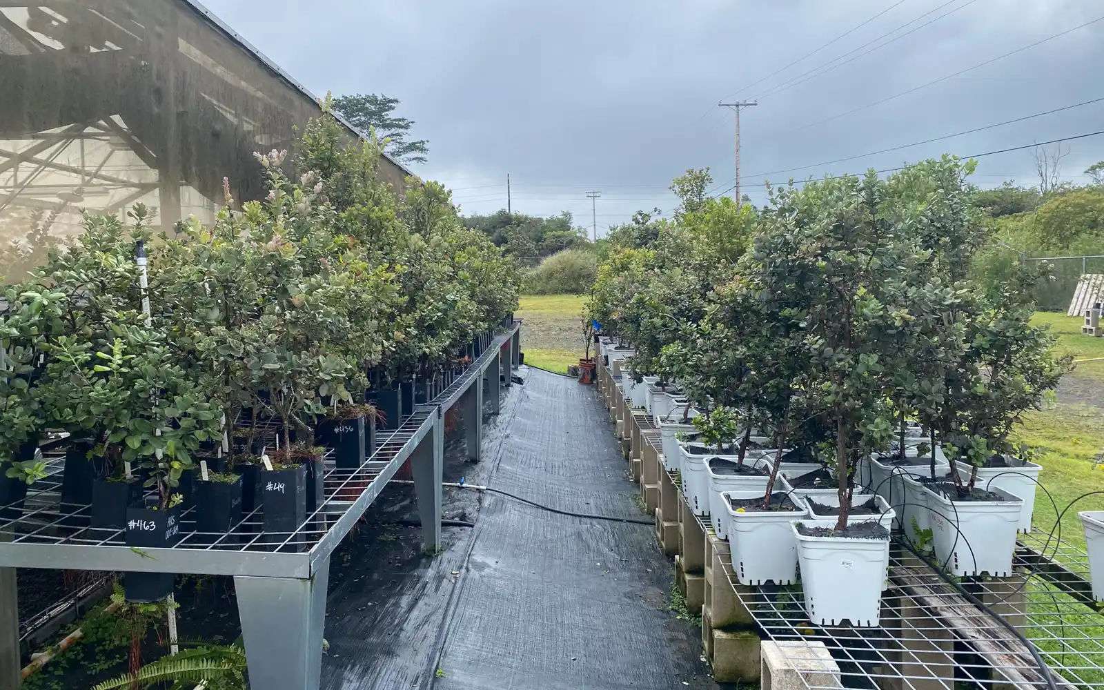 Survivors from our resistance trials, representing potentially disease-resistant ʻōhiʻa for future restoration.
