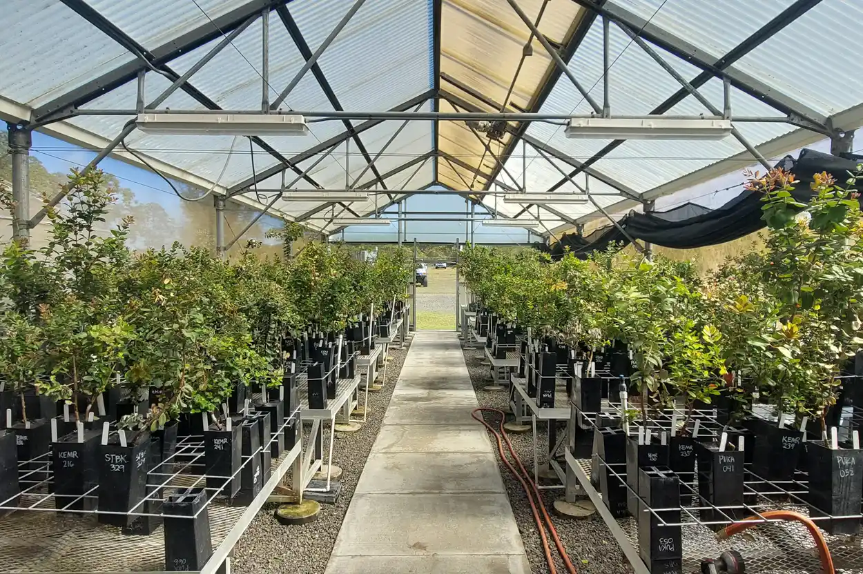 Two to 3-year old ʻōhiʻa seedlings just prior to screening for resistance to ROD.