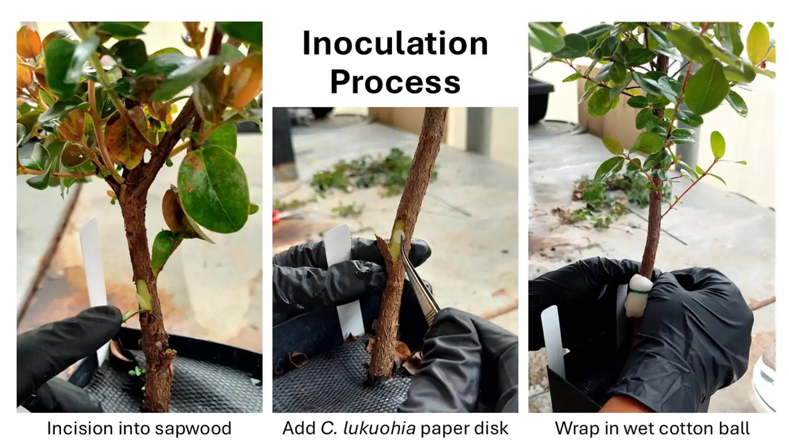 Initial stages of how we test ʻōhiʻa for C. lukuohia resistance through our greenhouse inoculation trials.  Photo: Ryan Belcher, Akaka Foundation for Tropical Forests.