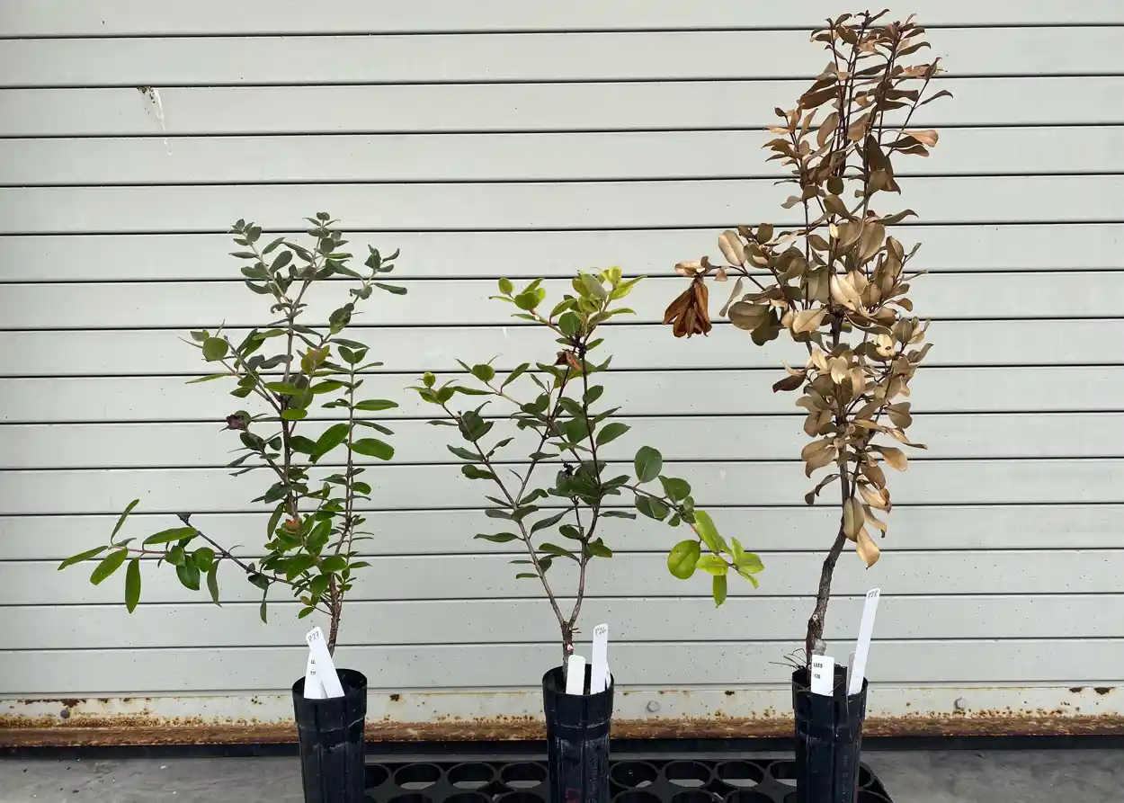A trio of ʻōhiʻa plants after going through a disease resistance screening trial. The two on the left have survived and represent potentially resistant germplasm, while the plant on the right (brown leaves) was found to be susceptible.