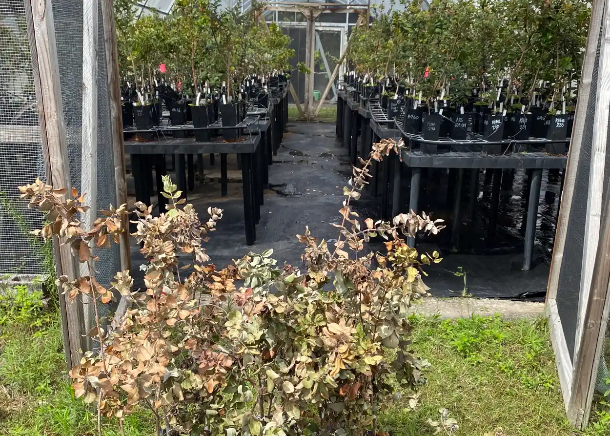 Middle stages of our greenhouse inoculation trials showing wilted, susceptible plants (foreground), with remaining survivors (background)
