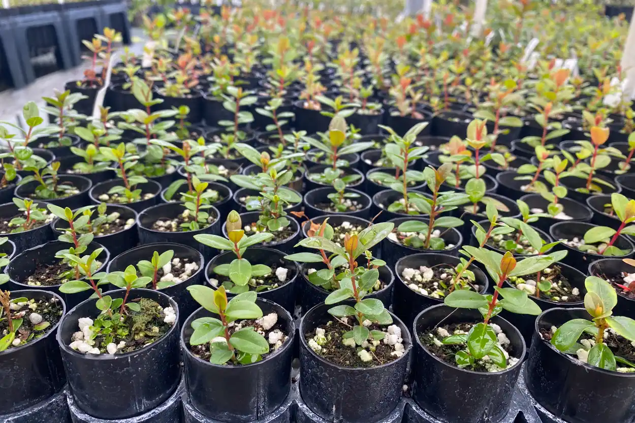  Dibble tubes of seedlings in our Hilo greenhouse
